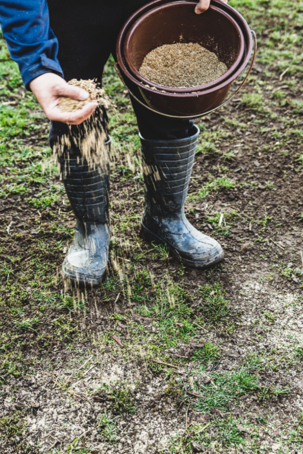 Sowing seed