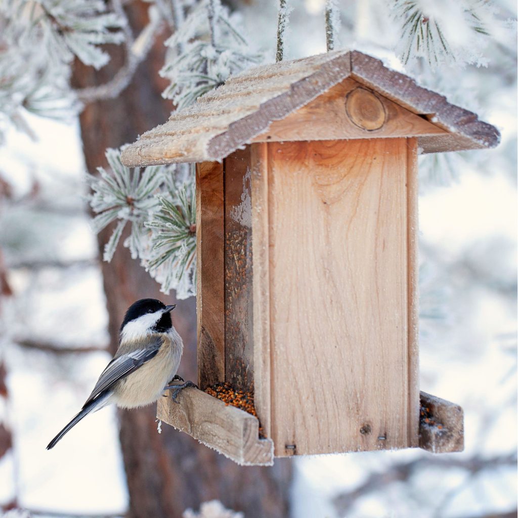 help chickadees survive winter