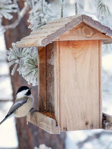 help chickadees survive winter