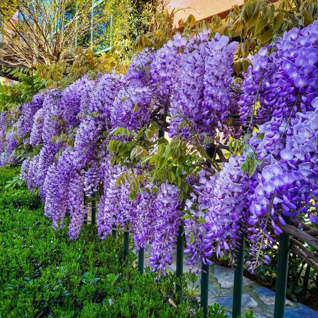 wisteria