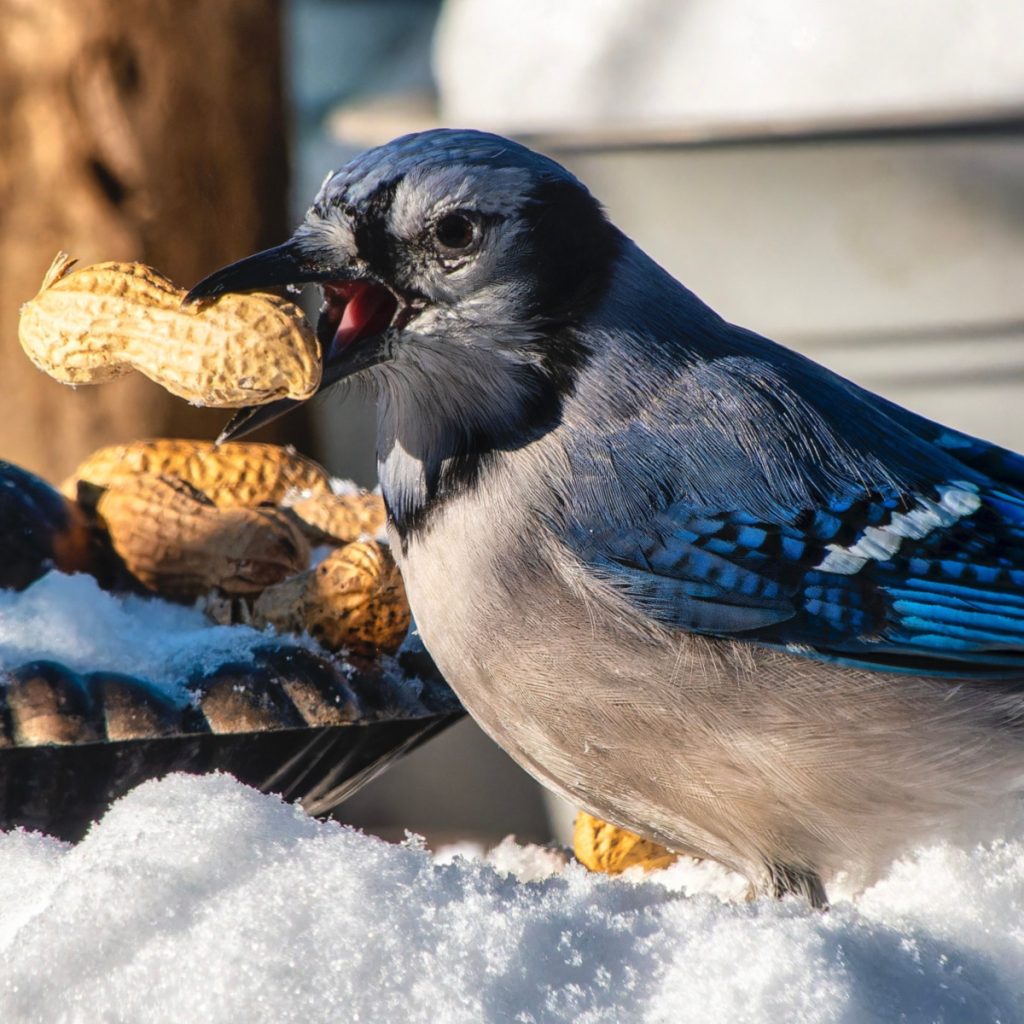 feed and help blue jays in the winter