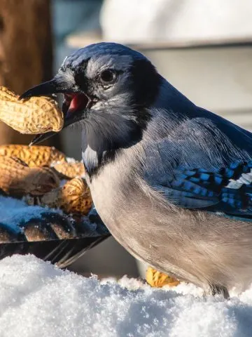 feed and help blue jays in the winter