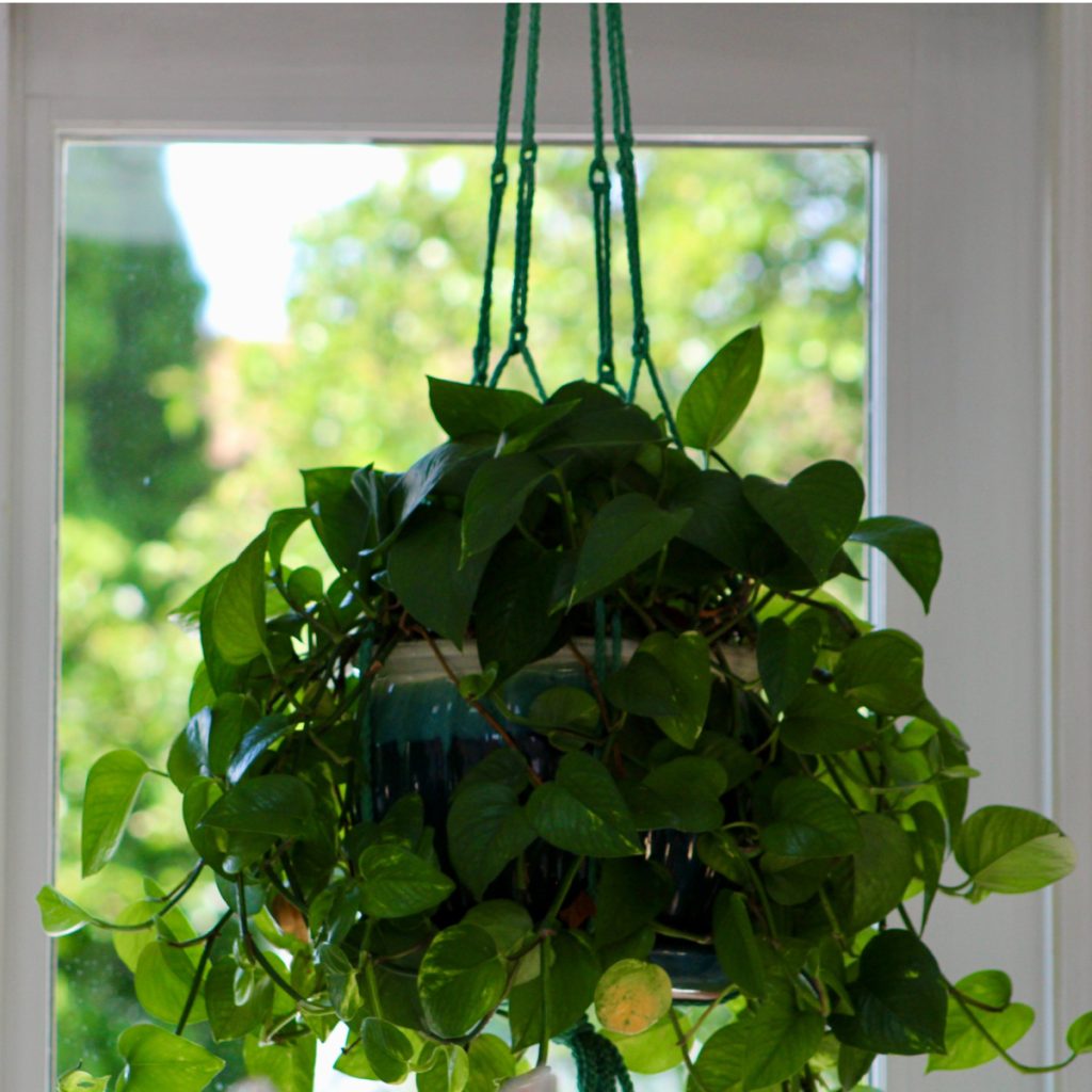 growing pothos - the perfect houseplant