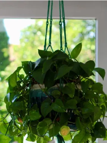 growing pothos