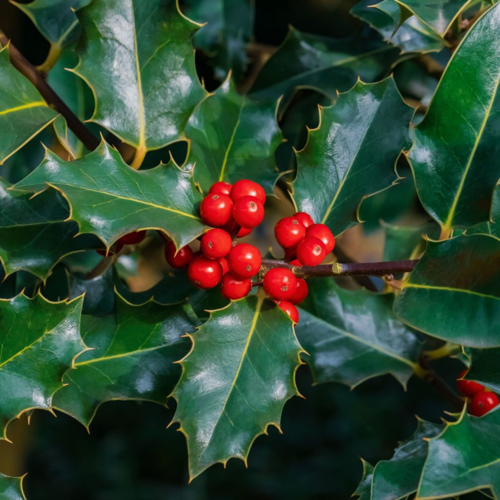 holly bushes = best evergreen shrubs to grow