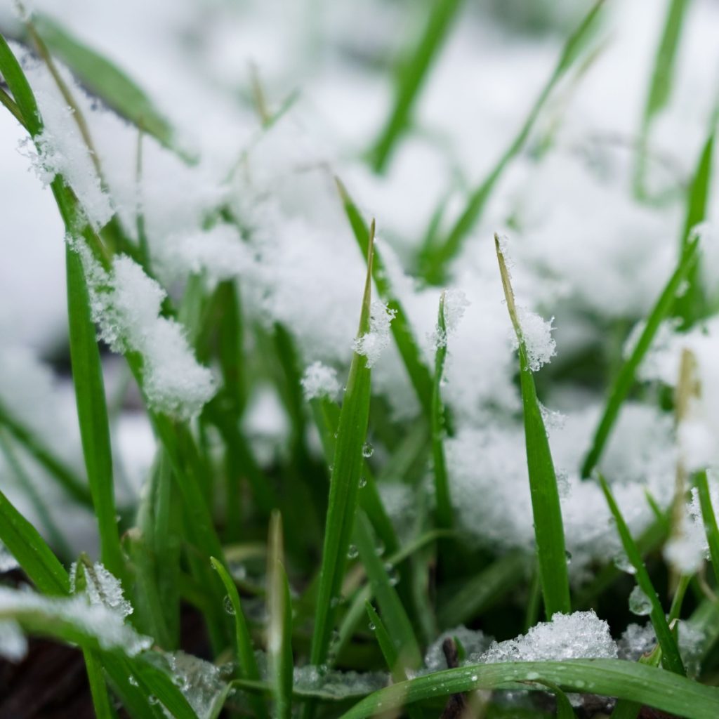 overseeding a lawn in the winter