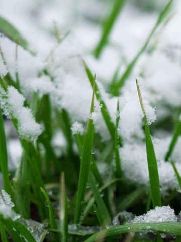 overseeding a lawn in the winter