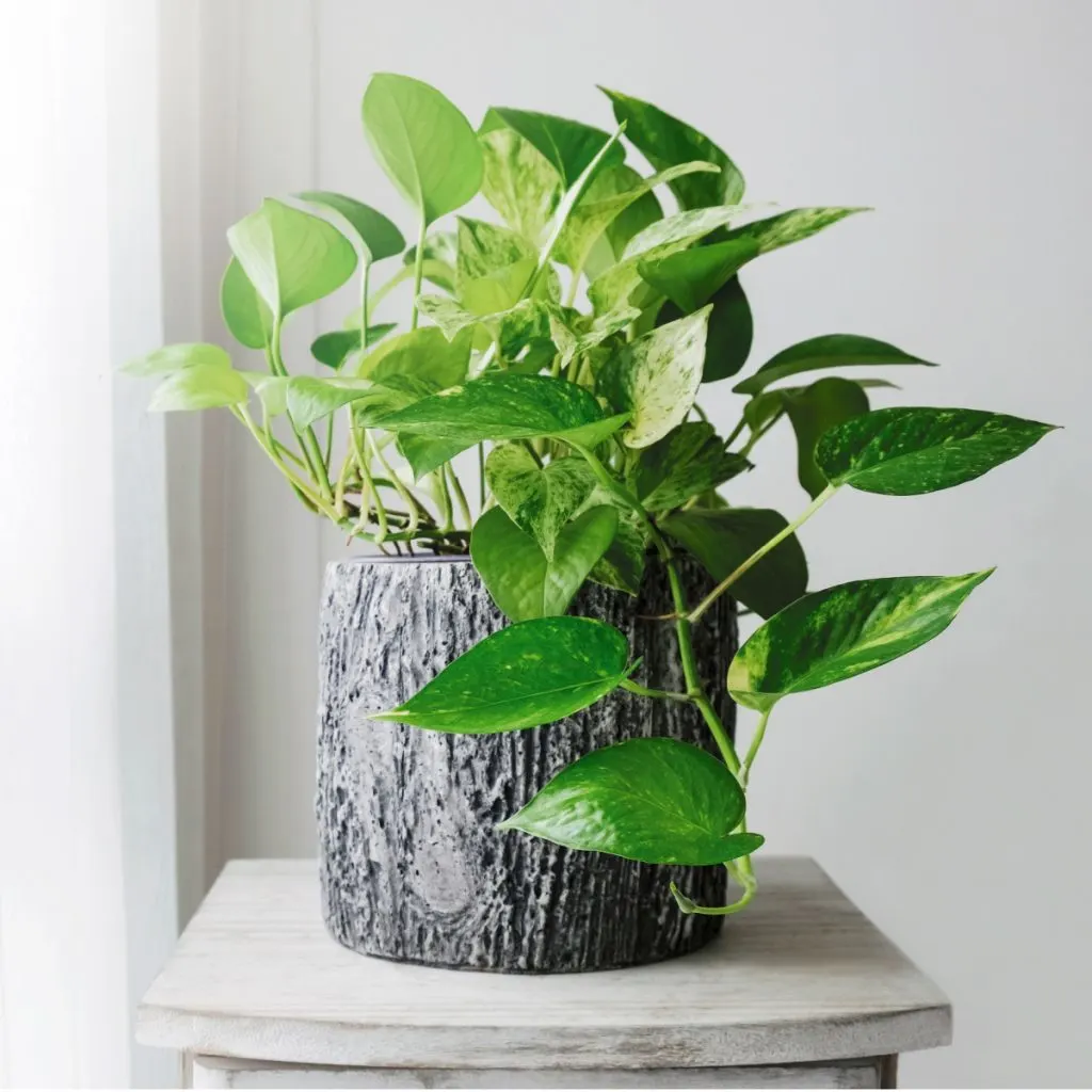 the perfect houseplant - pothos