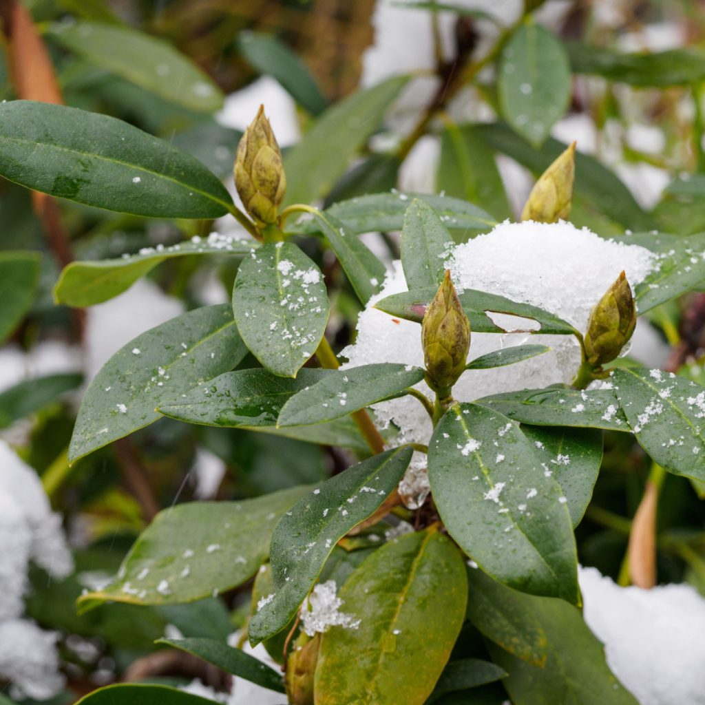 6 best evergreen shrubs to grow