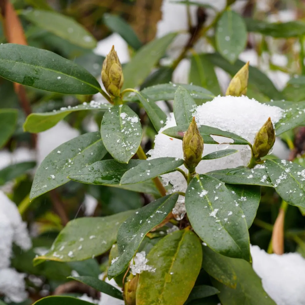 6 best evergreen shrubs to grow