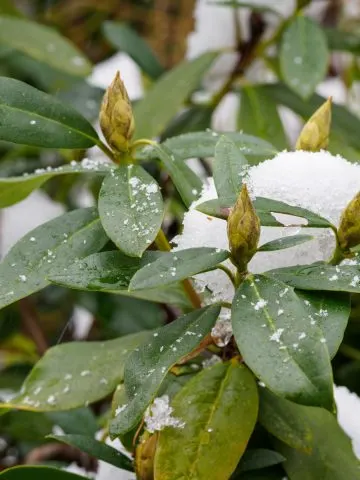 6 best evergreen shrubs to grow