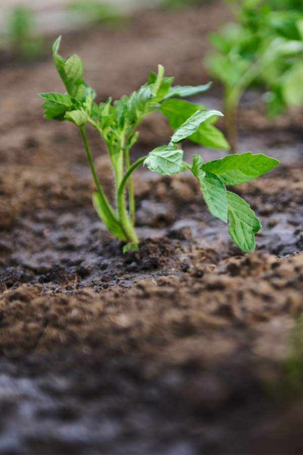 know when to start seeds at the right time