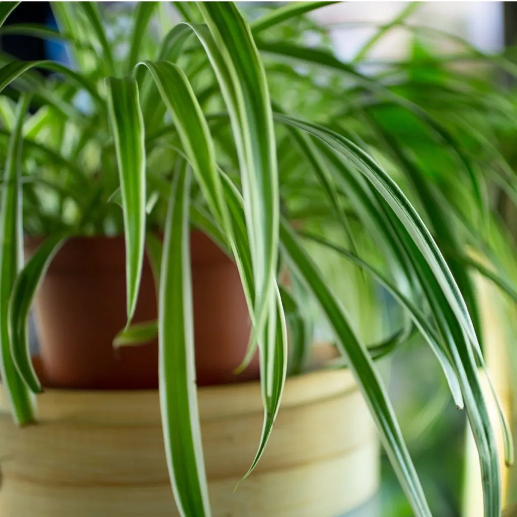 easiest houseplants to keep alive