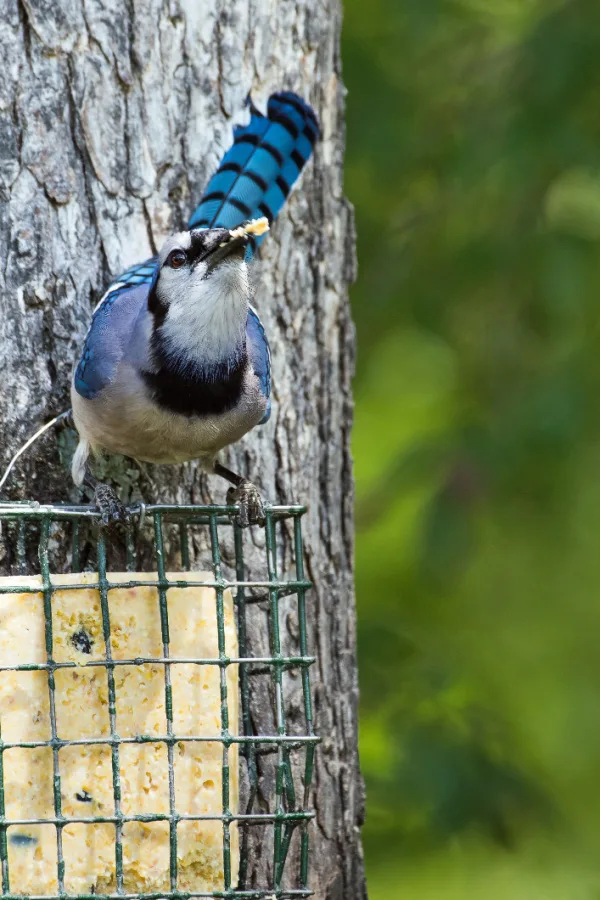 suet feeders