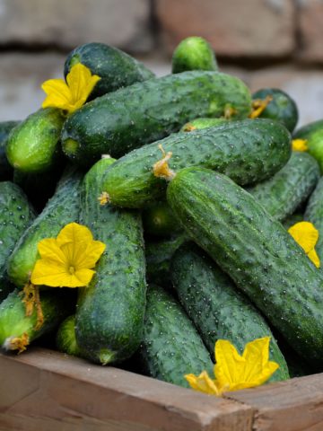 top cucumbers for pickles