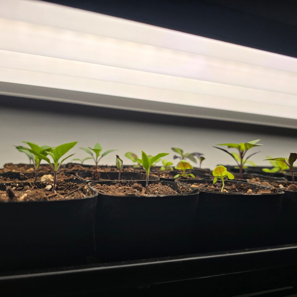  How To Give Indoor Seedlings The Right Light