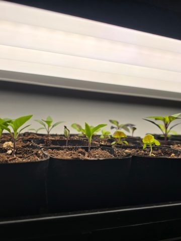 How To Give Indoor Seedlings The Right Light