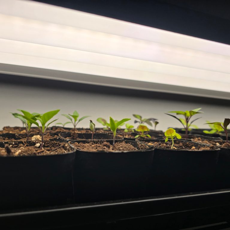 How To Give Indoor Seedlings The Right Light