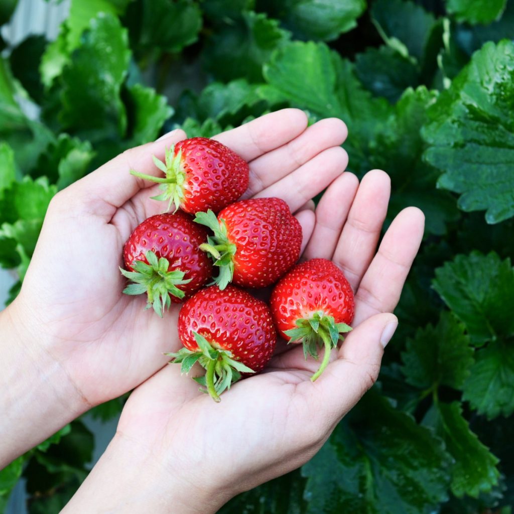 best way for fertilizing strawberry plants