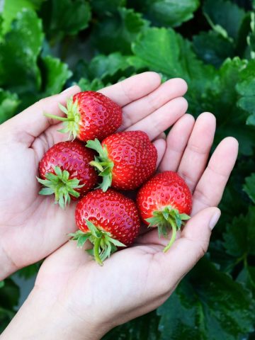 best way for fertilizing strawberry plants