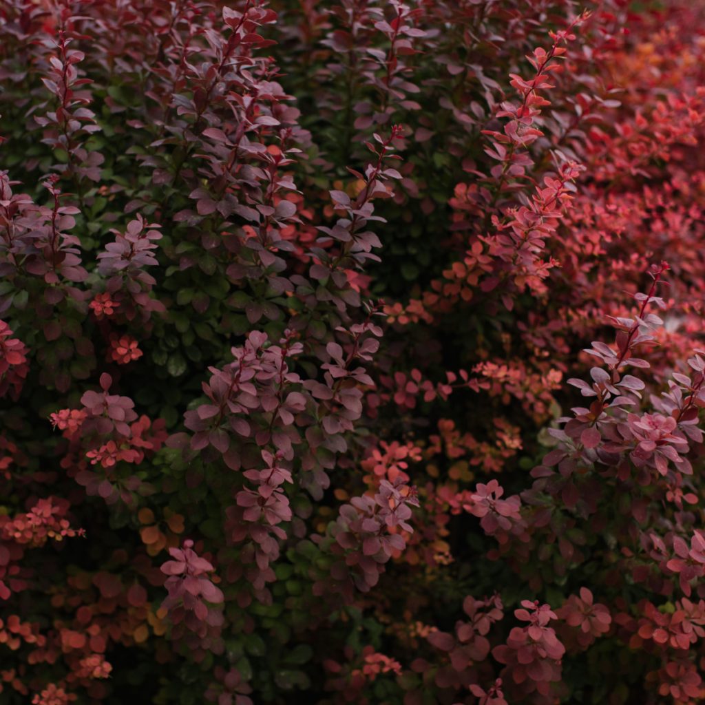 barberry bush