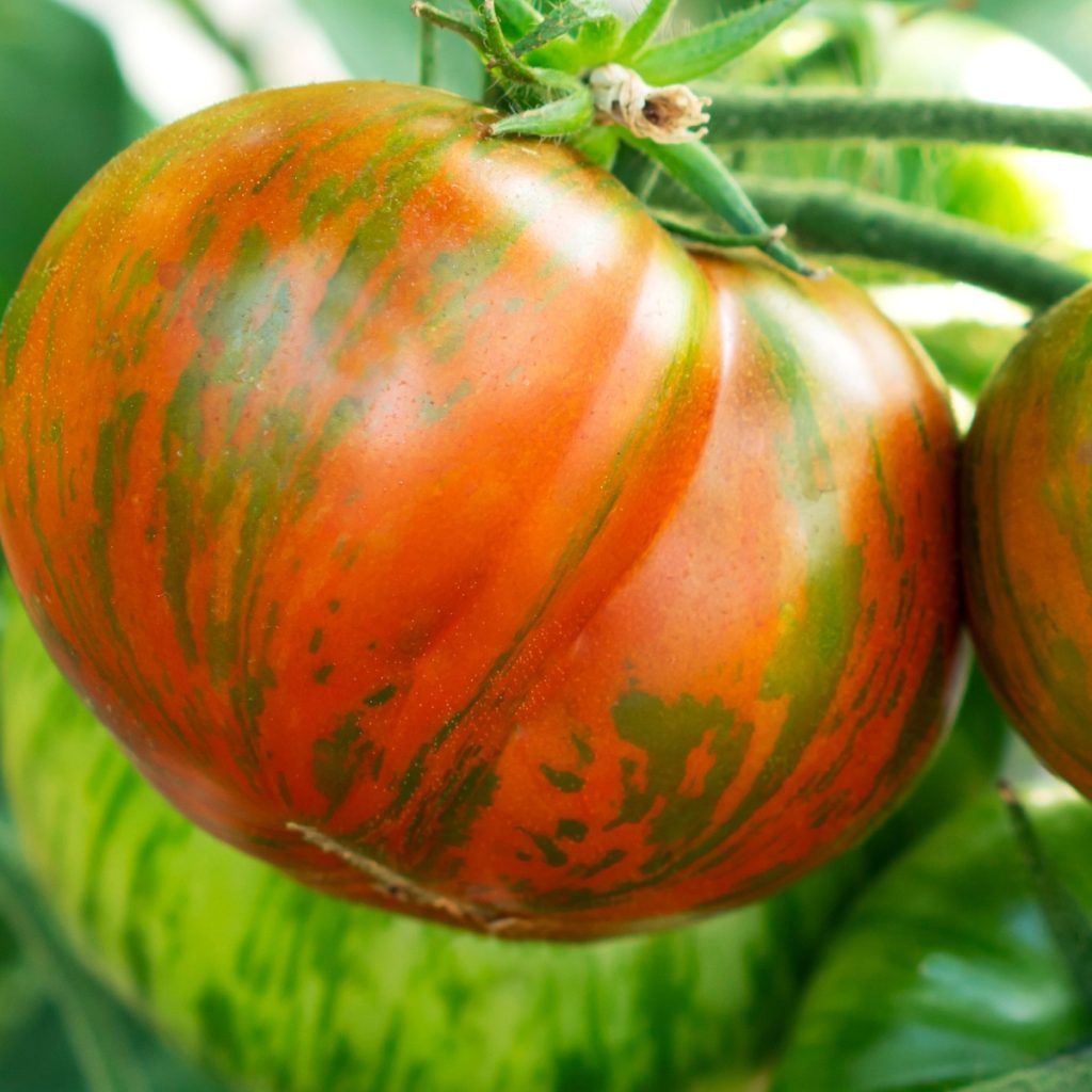 Berkeley Tie Dye tomato - An Unusual Tomato Plant To Grow