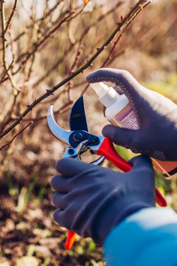 cleaning pruners