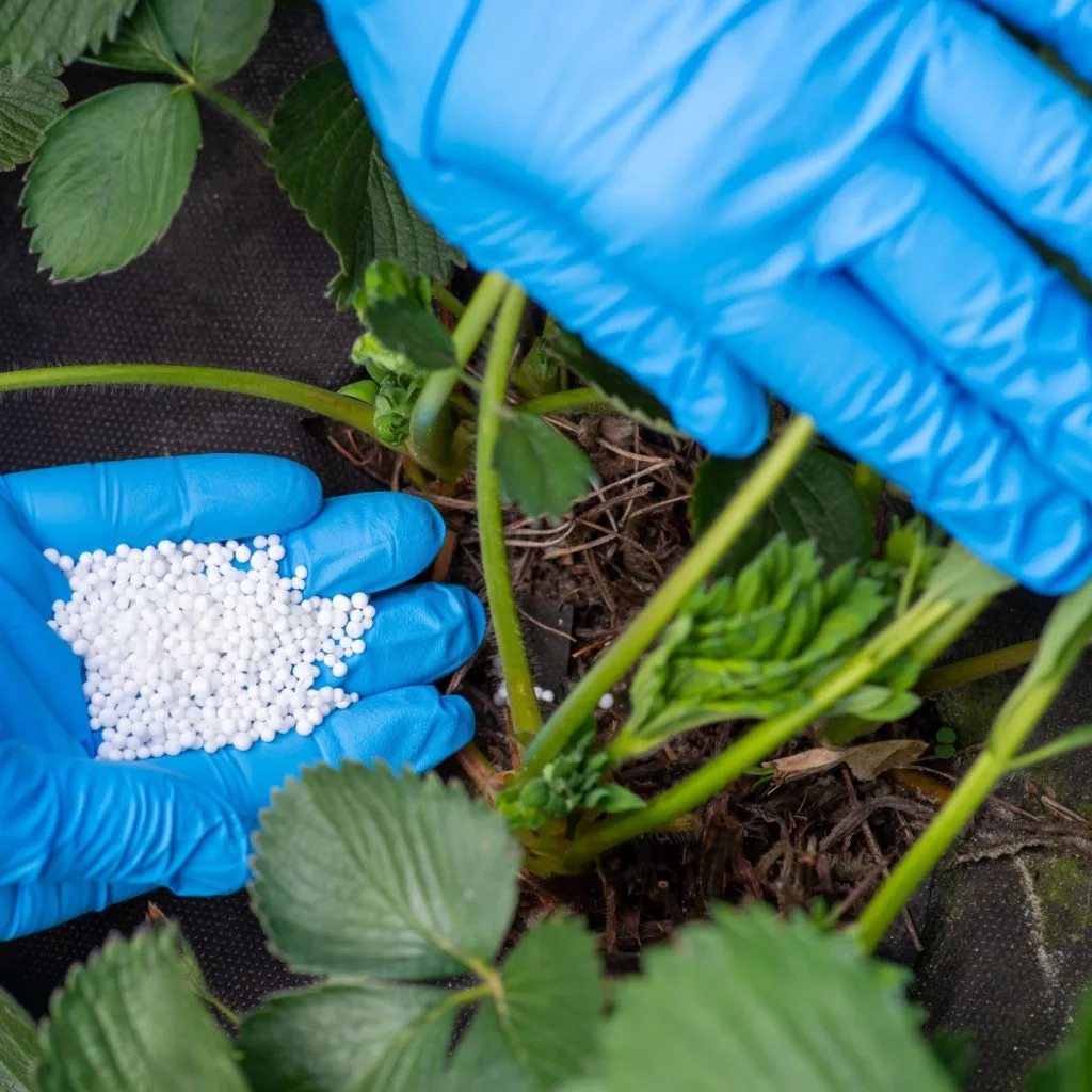 early fertilizing of strawberry plants