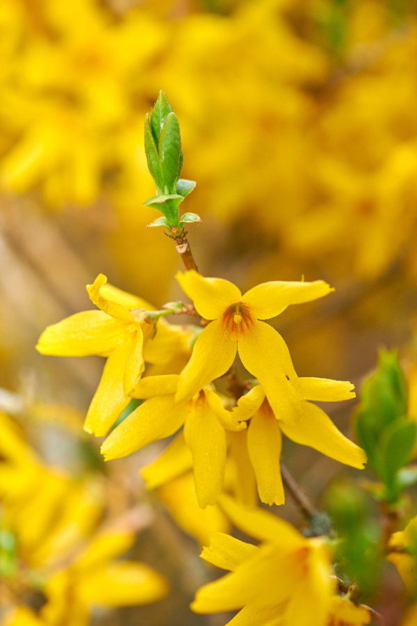 forsythia - deer resistant bushes