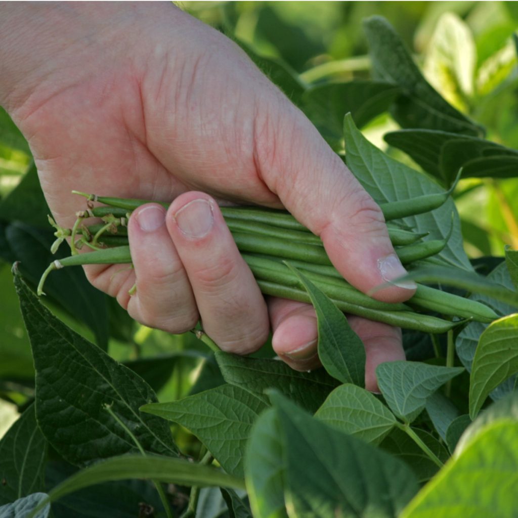 vegetables kids can grow from seed