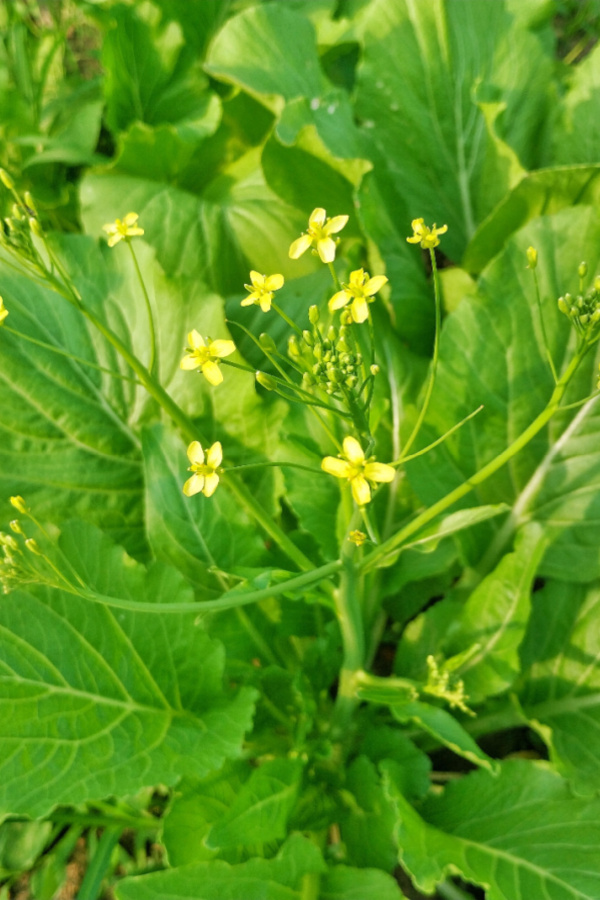 mustard seed - cover crop