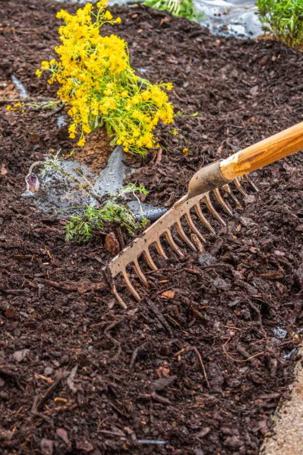 raking mulch