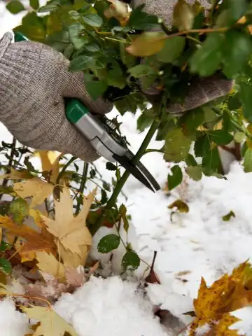 winter rose bush pruning