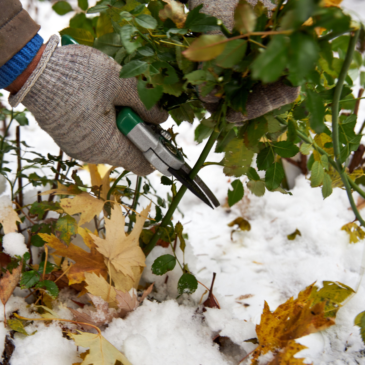 winter rose bush pruning