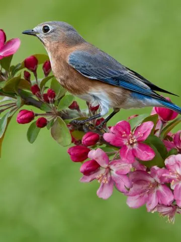 attracting bluebirds