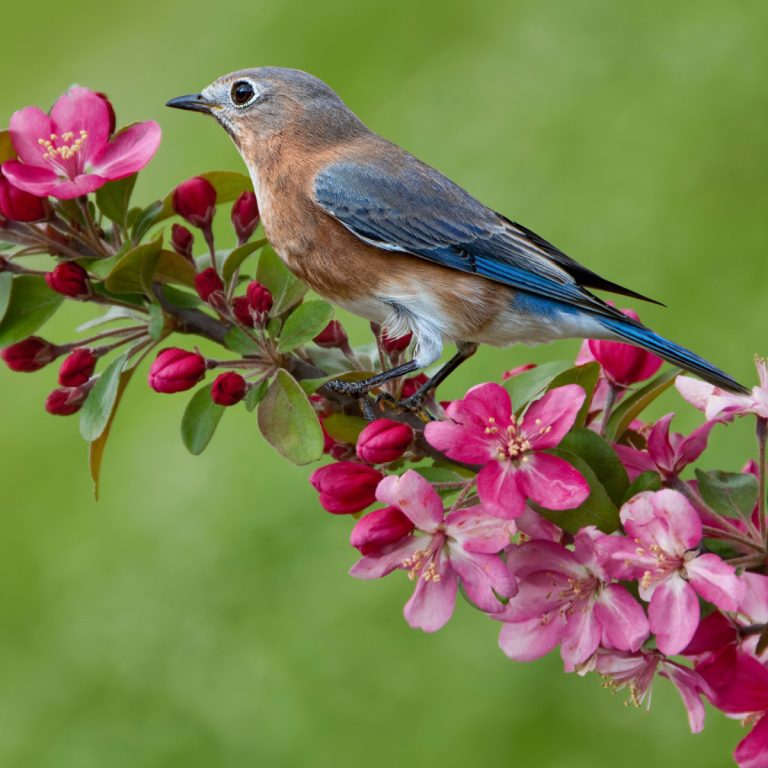 attracting bluebirds