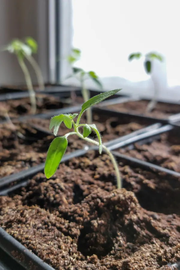 use the right light for indoor seedlings