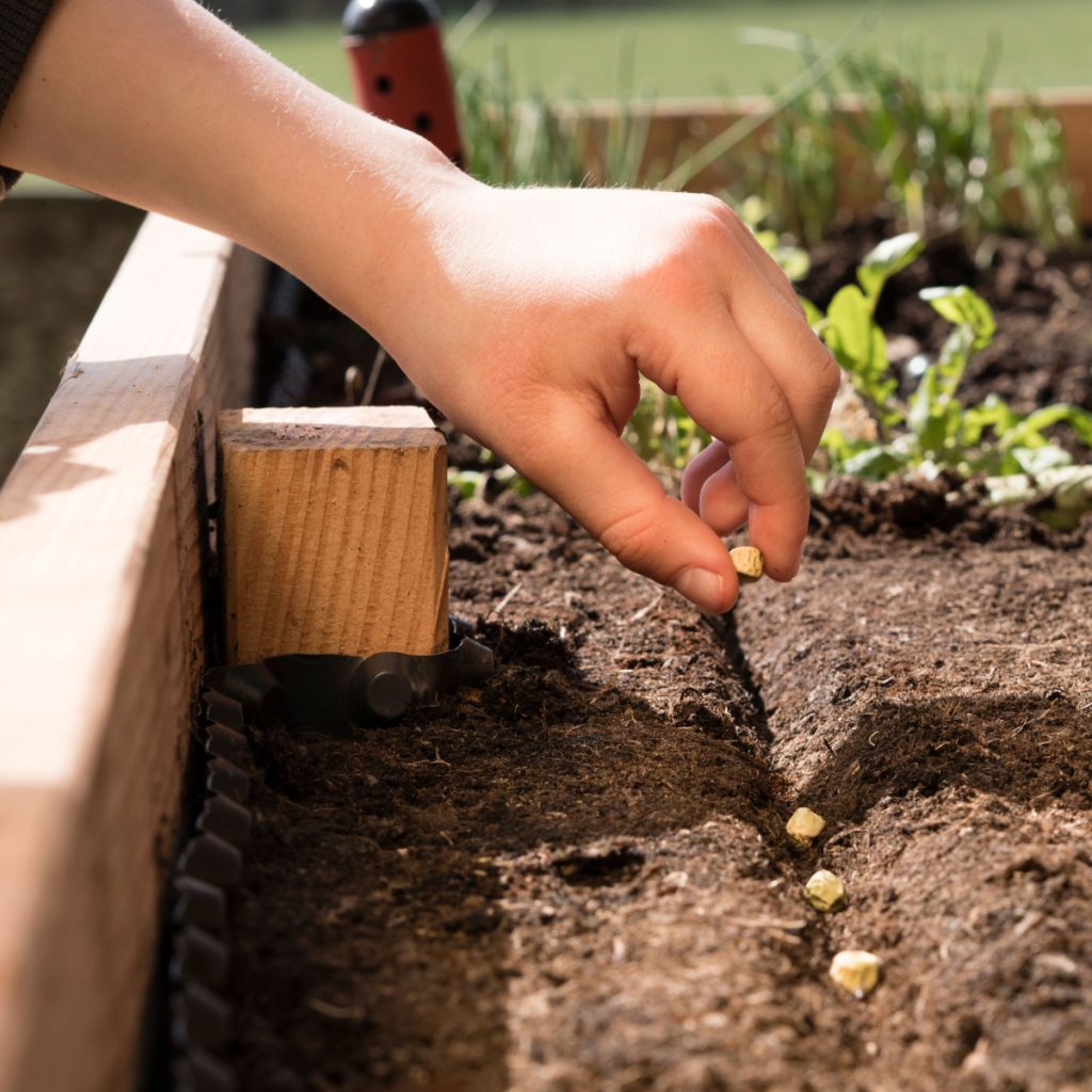 crops children can plant from seed