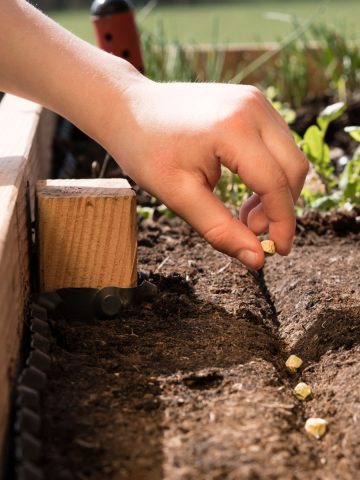 crops children can plant from seed