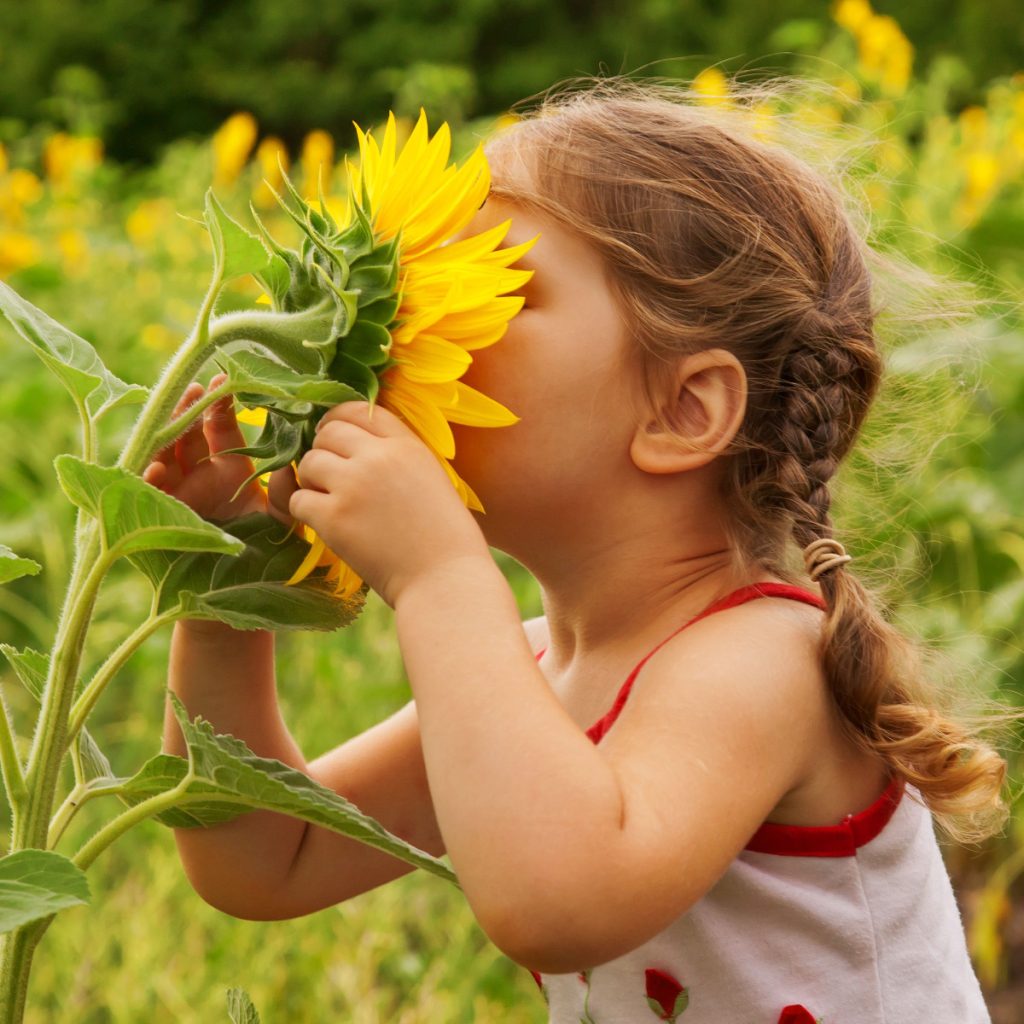 sunflowers - crops kids can grow from seed