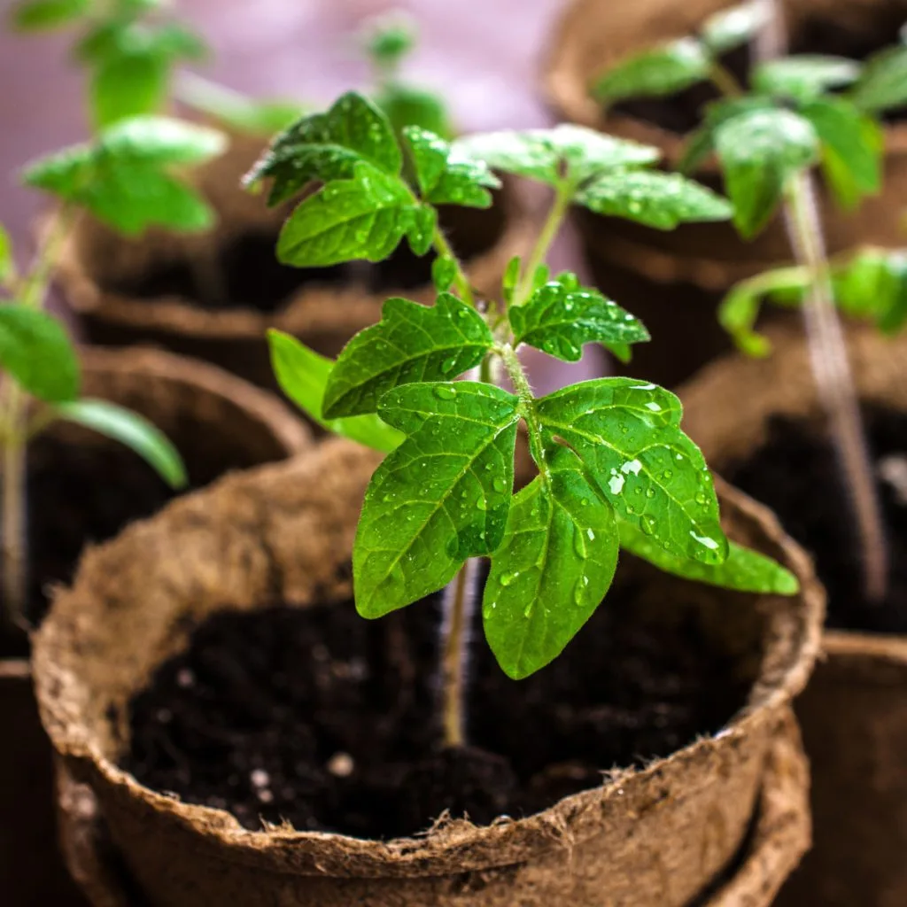 best way to grow tomato plants from seed indoors