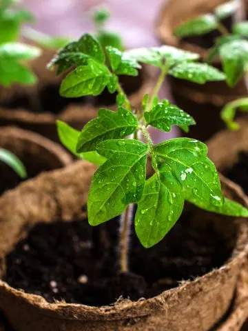 best way to grow tomato plants from seed indoors