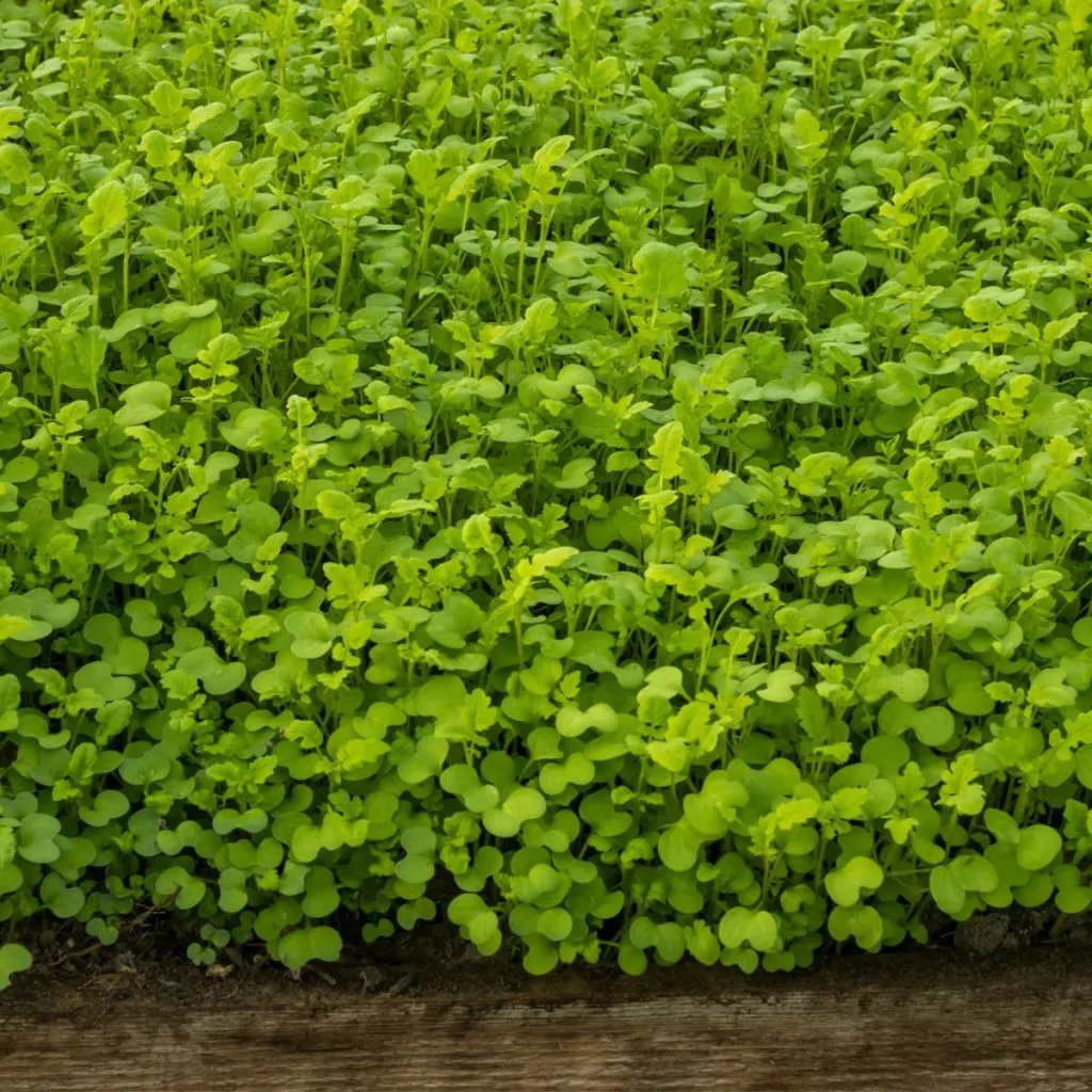 green manure crop