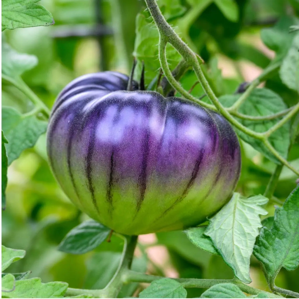 unusual tomatoes to grow