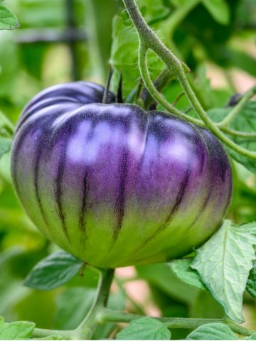 unusual tomatoes to grow