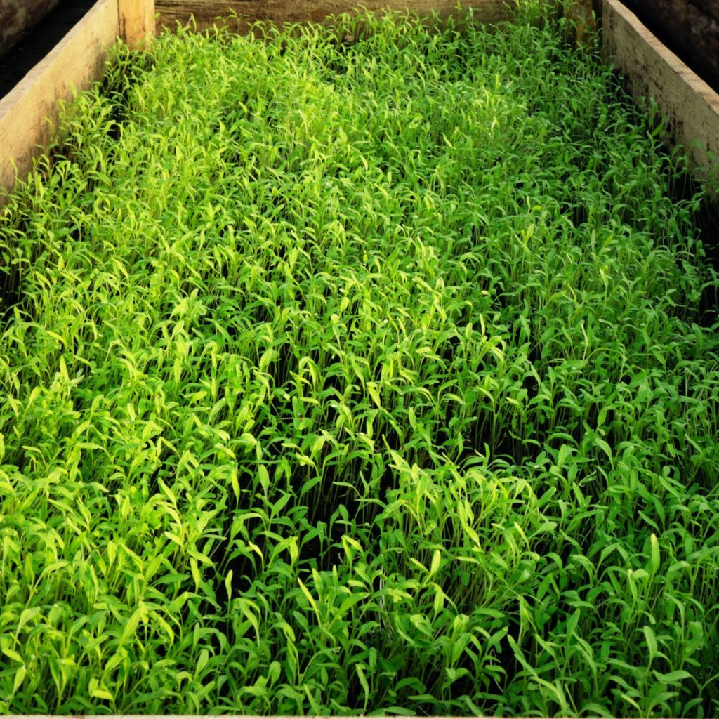 use a green manure crop