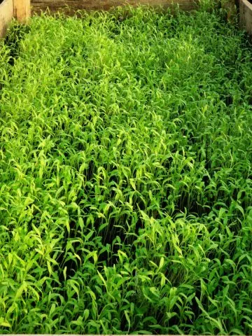 use a green manure crop