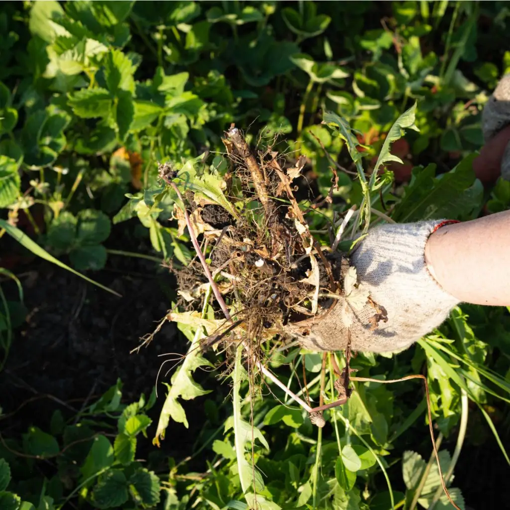 weeds out of flowerbeds
