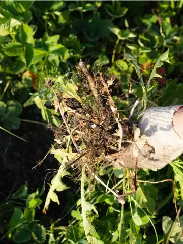 weeds out of flowerbeds