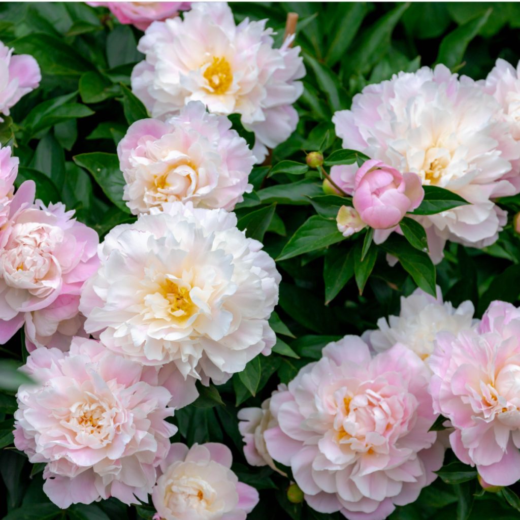 boost peony bushes